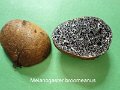 Melanogaster broomeanus-amf2233